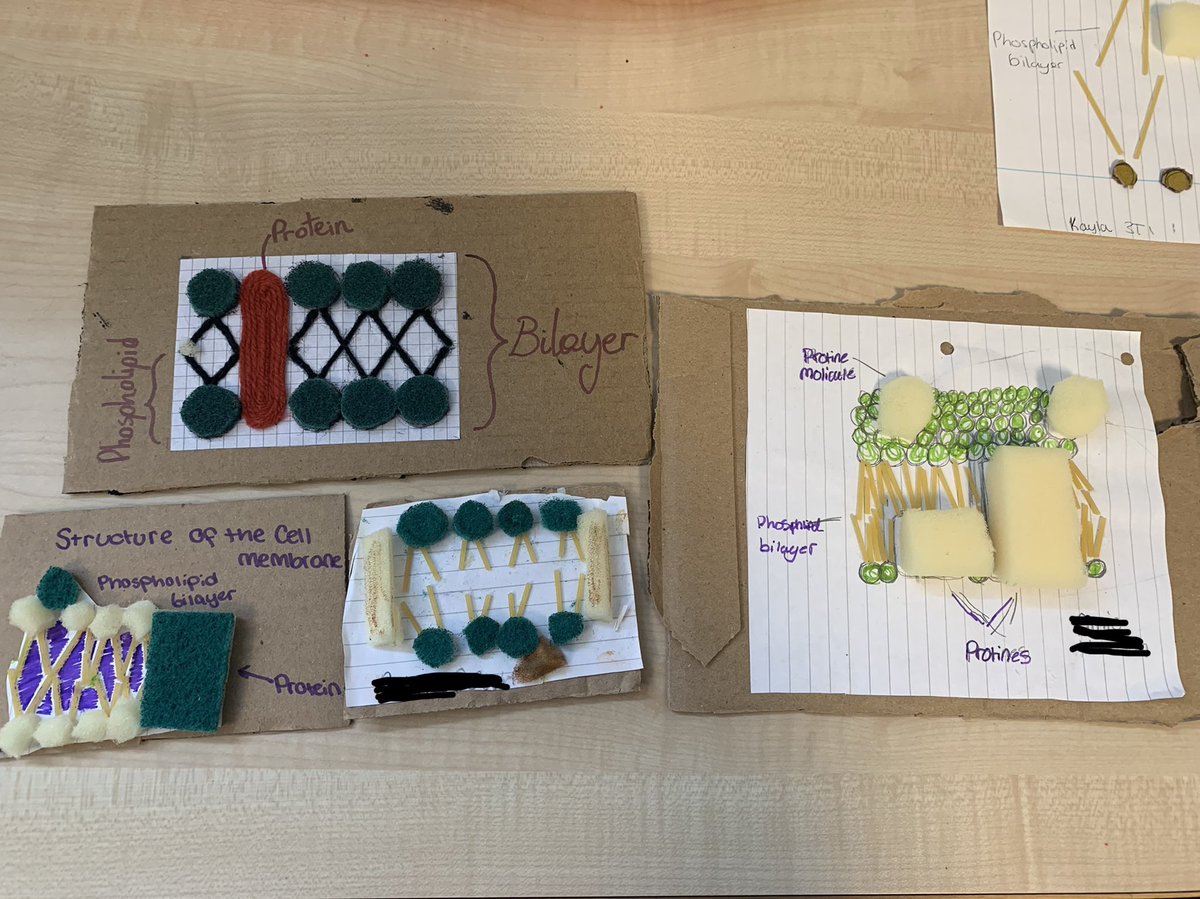 MissMcLeod4's tweet image. Amazing work from my third years last week. Very proud of the effort that went into each of these cell membranes @KssScience