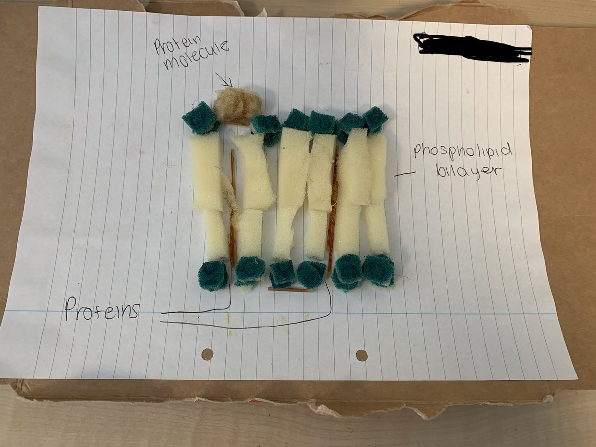 MissMcLeod4's tweet image. Amazing work from my third years last week. Very proud of the effort that went into each of these cell membranes @KssScience