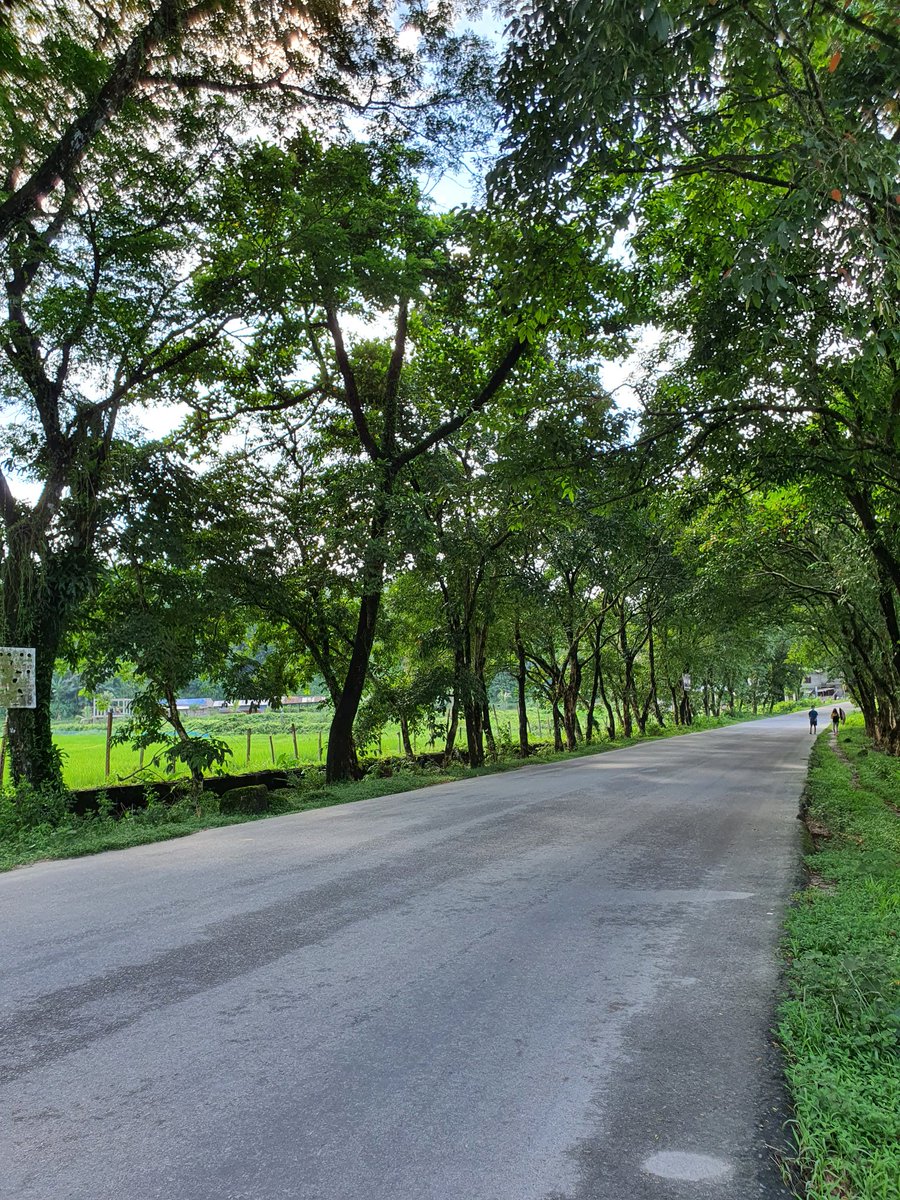 ApaRisso's tweet photo. @PemaKhanduBJP @PMOIndia Please save these trees CM sir. https://t.co/ka3yoh9Tl9
