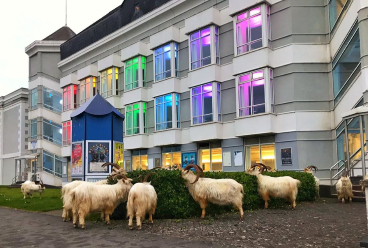 BlueBayHomes's tweet photo. Venue Cymru opens its doors as a theatre again this week 🙌 It was the vaccination centre Ysbyty Enfys for some time 🌈 This is in Llandudno, just a 15/20 minute drive from The View apartments. #venuecymru

https://t.co/UtwbG6EOXr https://t.co/T2jnMY0adJ