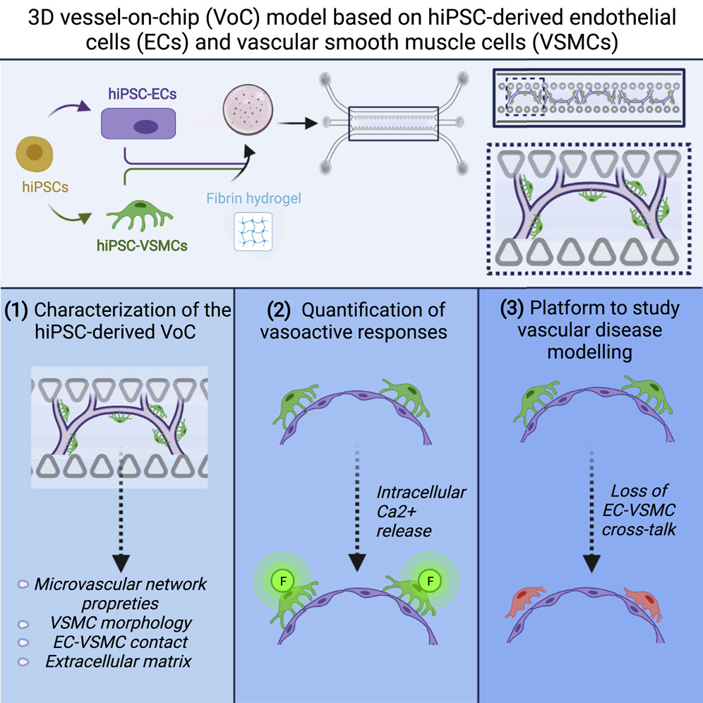 LinvilleRaleigh's tweet image. Engineered 3D vessel-on-chip using hiPSC-derived endothelial- and vascular smooth muscle cells: Stem Cell Reports cell.com/stem-cell-repo…