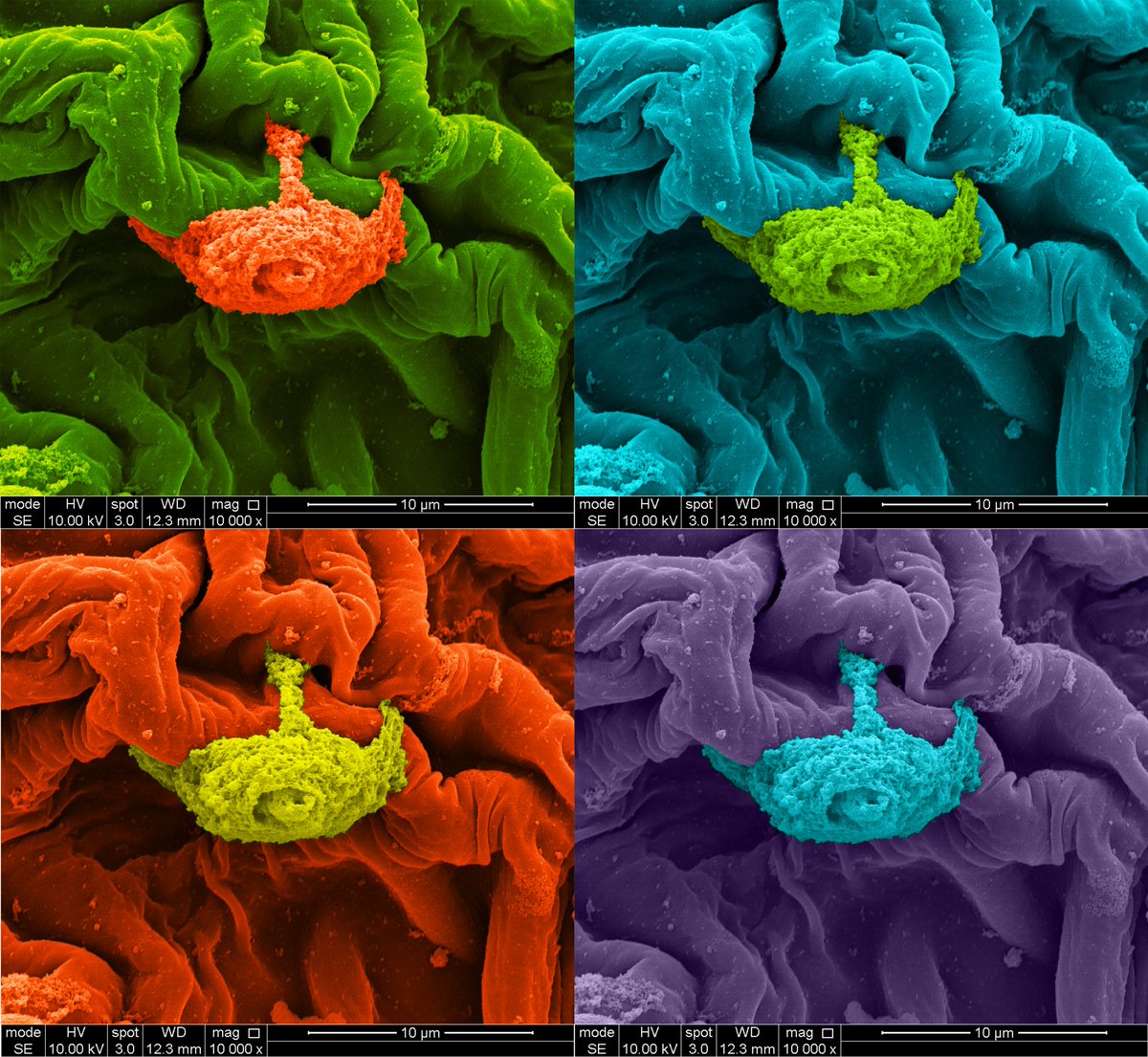 I will be presenting my PhD research at the <a href="/DoctoralAwards/">Doctoral Researcher Awards</a> on Saturday, 11 Sep. Please register if you are interested and would like to learn how we develop functional biomaterials even from baby spinach leaves ;) #DRA2021 #biomaterials