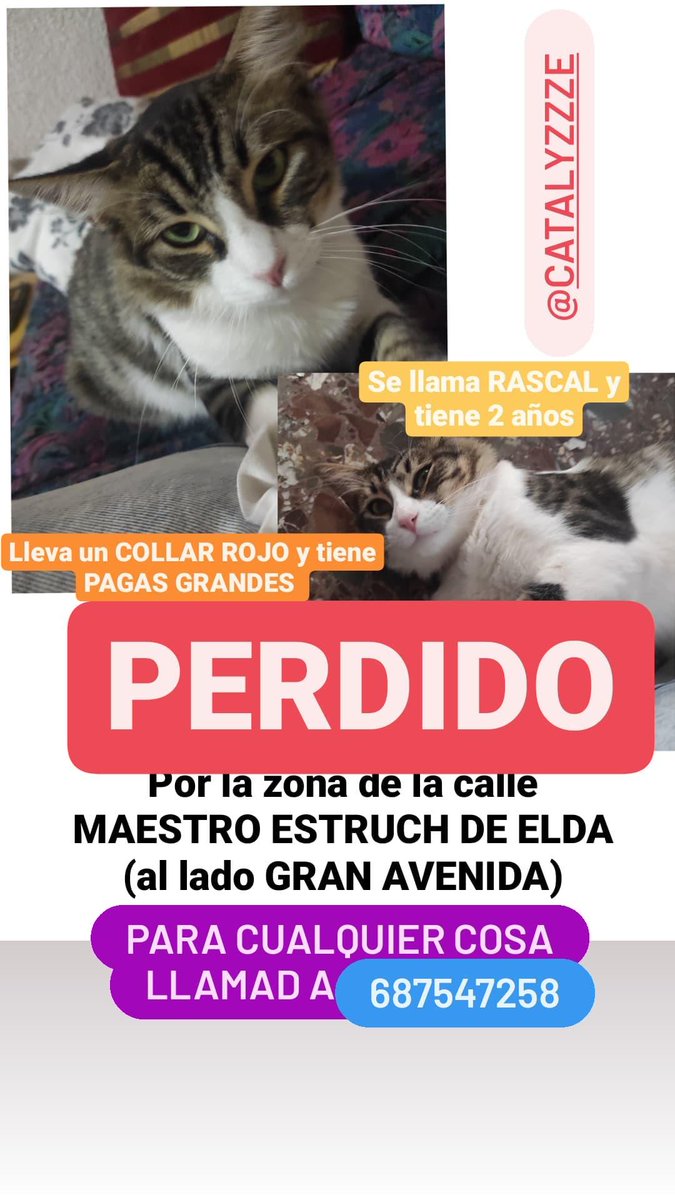 bollerolga's tweet photo. Porfa compartidlo si podéis. Es el gato de mi abuelo y lo tenía a penas desde hace 7 días. Se llama Rascal. Es súper cariñoso y si os acercáis lo más probable es que se os acerque a vosotros, los detalles están en la foto y un número de teléfono. Cualquier cosa por favor llamar. https://t.co/EEjGbRvo4q