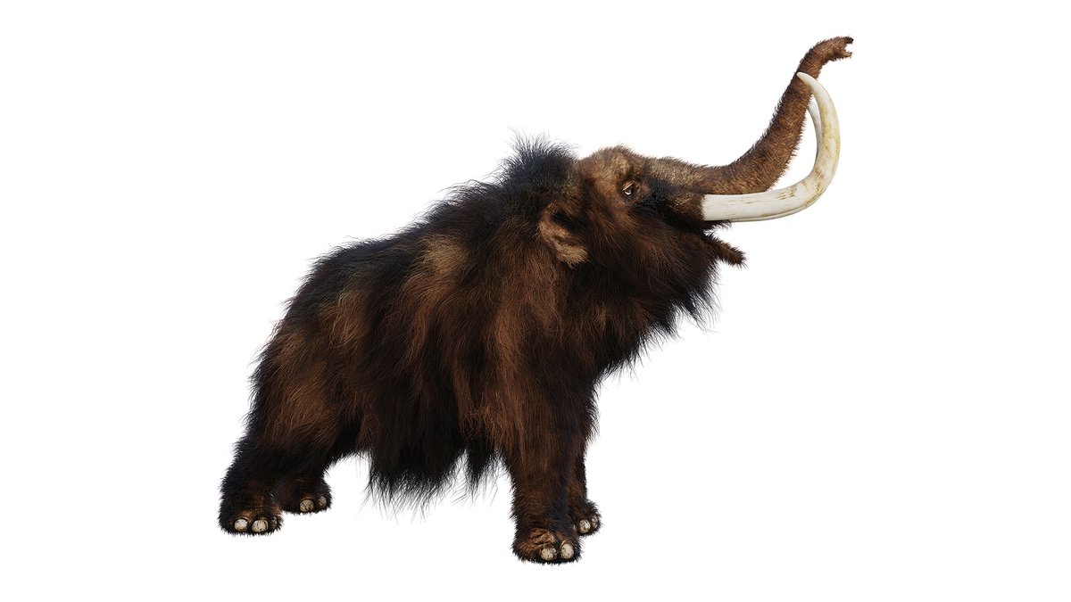 ScienceMusofVA's tweet photo. Recently scientists reconstructed prehistoric travel log of wooly mammoth in Alaska. How did they figure out 1 animal’s 17,000yo life-long travels? HINT: you are what you eat! https://t.co/BnAhMhXvgg #science #QuestionYourWorld #PrehistoricScience #Mammoth https://t.co/sHjnlkFNgi