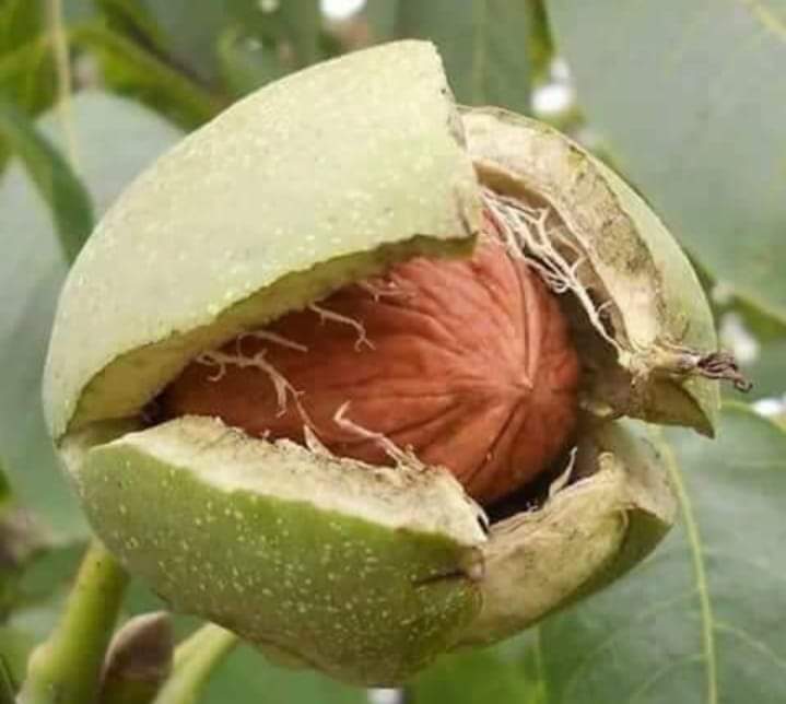 ♲︎︎︎ انصاریٓ ♲︎︎︎ tweet media