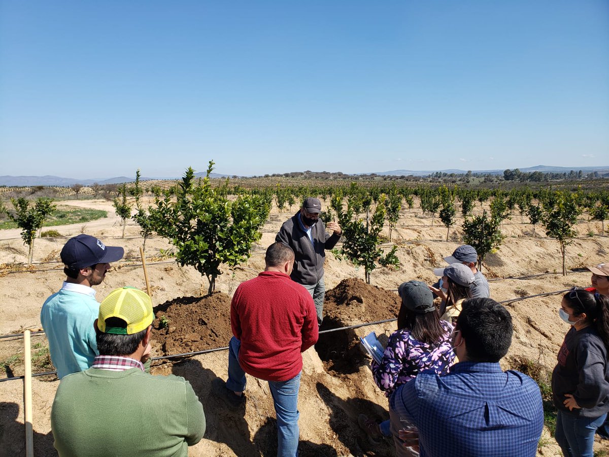 cdtec_chile's tweet photo. Las plantas son de hábitos y desde inicios de la plantación es indispensable fomentar una correcta ubicación de raíces. El pasado miércoles parte del equipo de CDTEC acompañó en terreno al equipo de Terrasur, con el objetivo de definir el manejo en la gestión del riego. https://t.co/wzzbACI82i