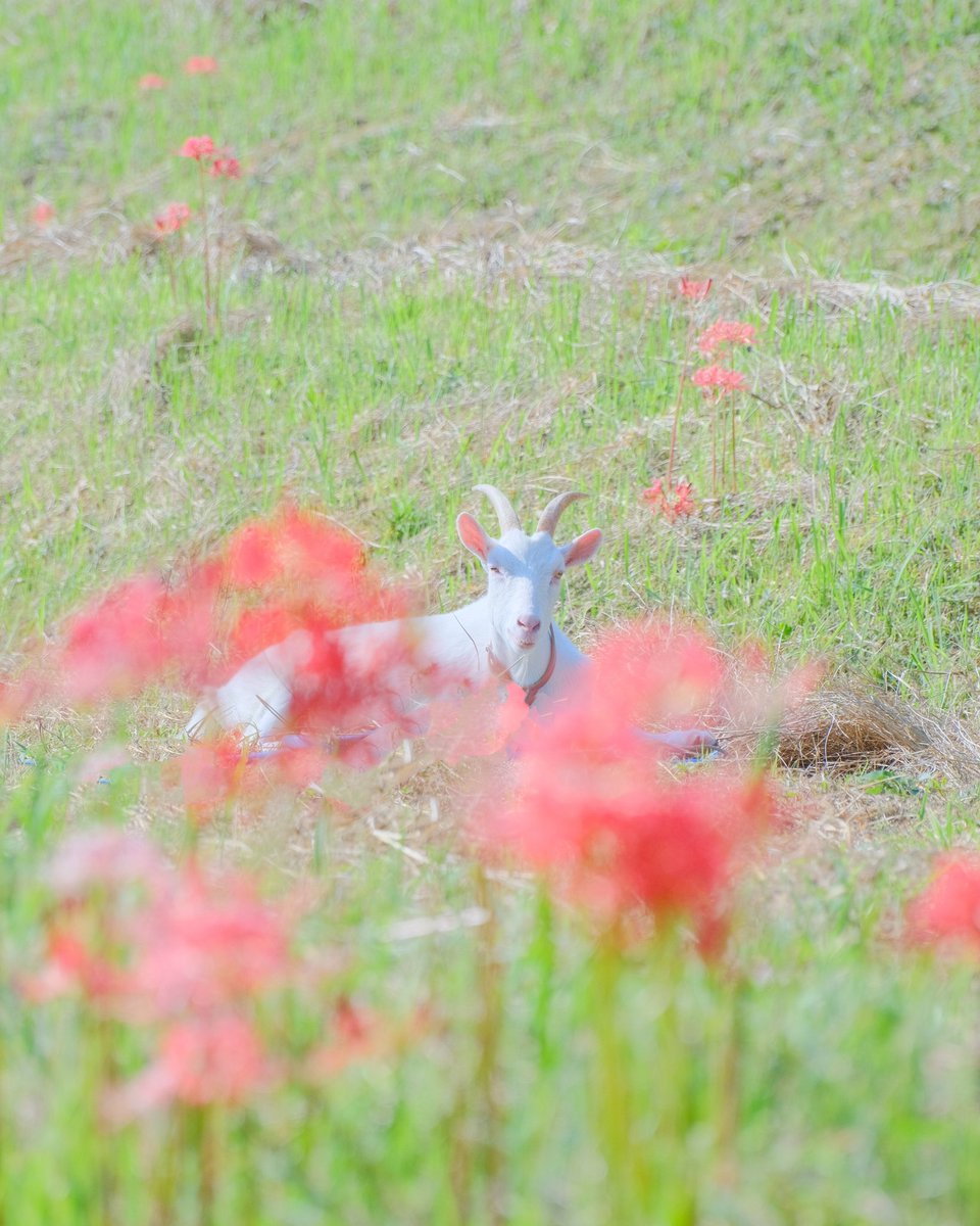 daichiandmisaki's tweet photo. 彼岸花ボケのヤギさん🐐 https://t.co/QeGiOdAeNV