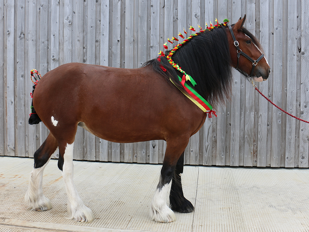 How stunning does Adoption Star Lady look all dressed up fancy for her 5th birthday celebrations?! 😍 #RedwingsOxhill #FridayFeelGood