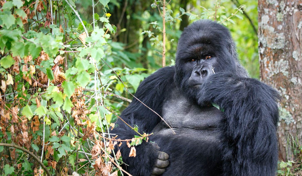 showMeRwanda's tweet photo. 𝗔 𝗠𝗶𝘀𝘁𝘆 𝗦𝗮𝗳𝗮𝗿𝗶
#VisitRwanda and discover the untold wealth of experiences. If you’re planning a trip to Rwanda, to explore the mountain gorillas, this is the ultimate safari. https://t.co/ijYnQ3NvDF