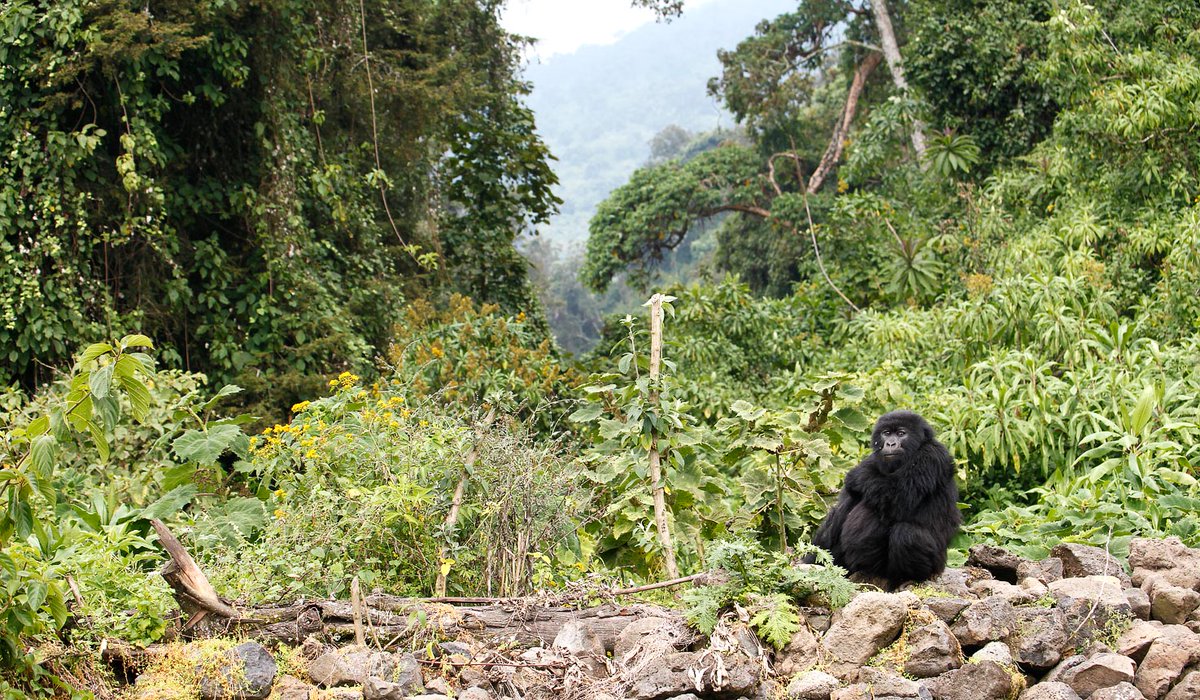 showMeRwanda's tweet photo. 𝗔 𝗠𝗶𝘀𝘁𝘆 𝗦𝗮𝗳𝗮𝗿𝗶
#VisitRwanda and discover the untold wealth of experiences. If you’re planning a trip to Rwanda, to explore the mountain gorillas, this is the ultimate safari. https://t.co/ijYnQ3NvDF