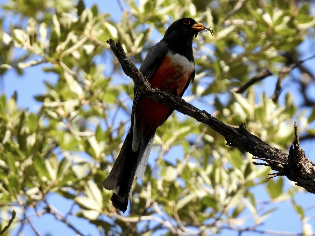 on_thelabel's tweet photo. Between AK and AZ last month I hit 400 life birds. I like to be surprised when I hit a big number, so getting a pair of elegant trogon feeding babies for the big number was pretty dang cool. https://t.co/zwp6zHAKXm