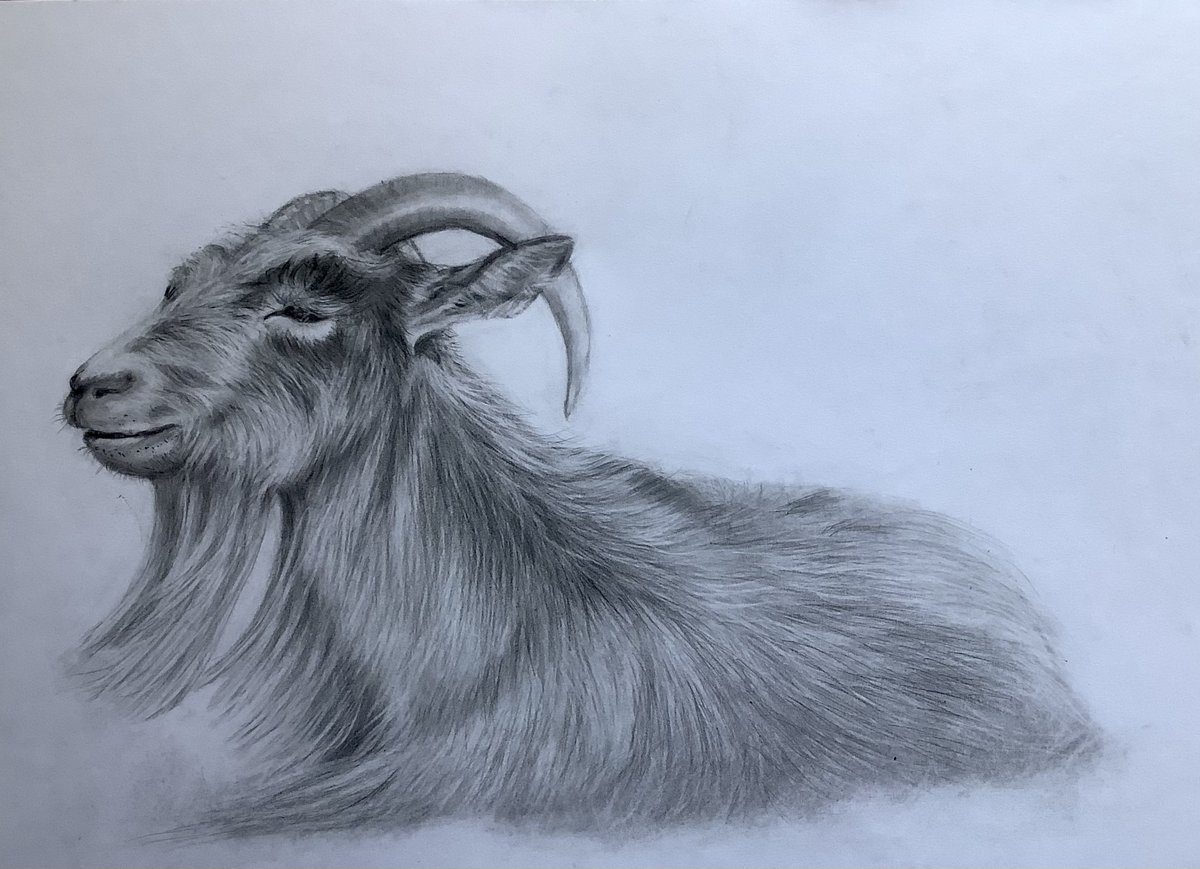 Here is a sleepy old goat that I drew last year 🐐#sketchtember #drawings  #goats  #sketches #art #sketchendeavour #animalart  #natureart #graphite #graphiteart #pencilart