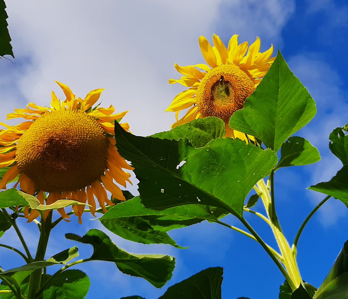 Banjo Cider tweet media