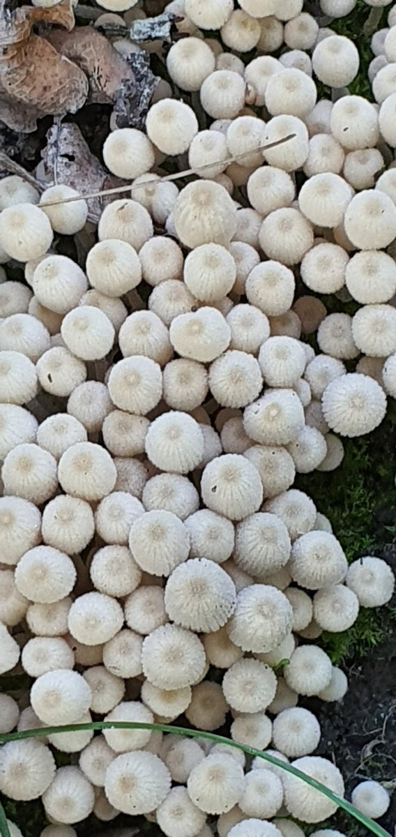 MassiveBalustr1's tweet photo. #Fungi #mushrooms #mycology https://t.co/tebkGbZKL5