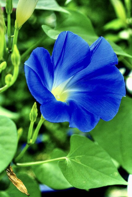 lacsd's tweet photo. ☀️#HappySeptemberBirthday
#MorningGlory is also #SeptemberBirthFlower, opens for the day to celebrate the sunrise, taking in the radiant warmth and healing energy of the sun.
Beautiful Morning Glory flowers and #Yanni’s piano music “One Man’s Dream”.
🎧 https://t.co/q8jSnLn5XG https://t.co/KHvCwN4hop