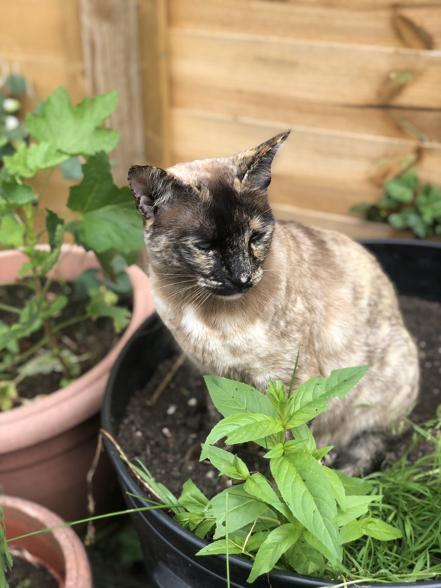 PeachyPics's tweet photo. pretty kitty https://t.co/EscPO5zrLK