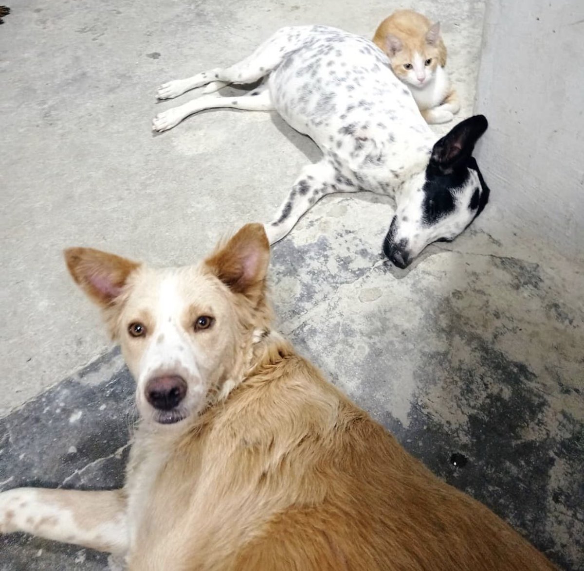 ☀️⭐️🙏🏻❤️ Thank you very much for the words of Alient, the truth is that it is very difficult but we must continue in the mission for the welfare of the puppies, for tomorrow we do not have food friends, we need your help please, support us 🙏🏻☺️🥰🐶🌈paypal.com/paypalme/bqhel…