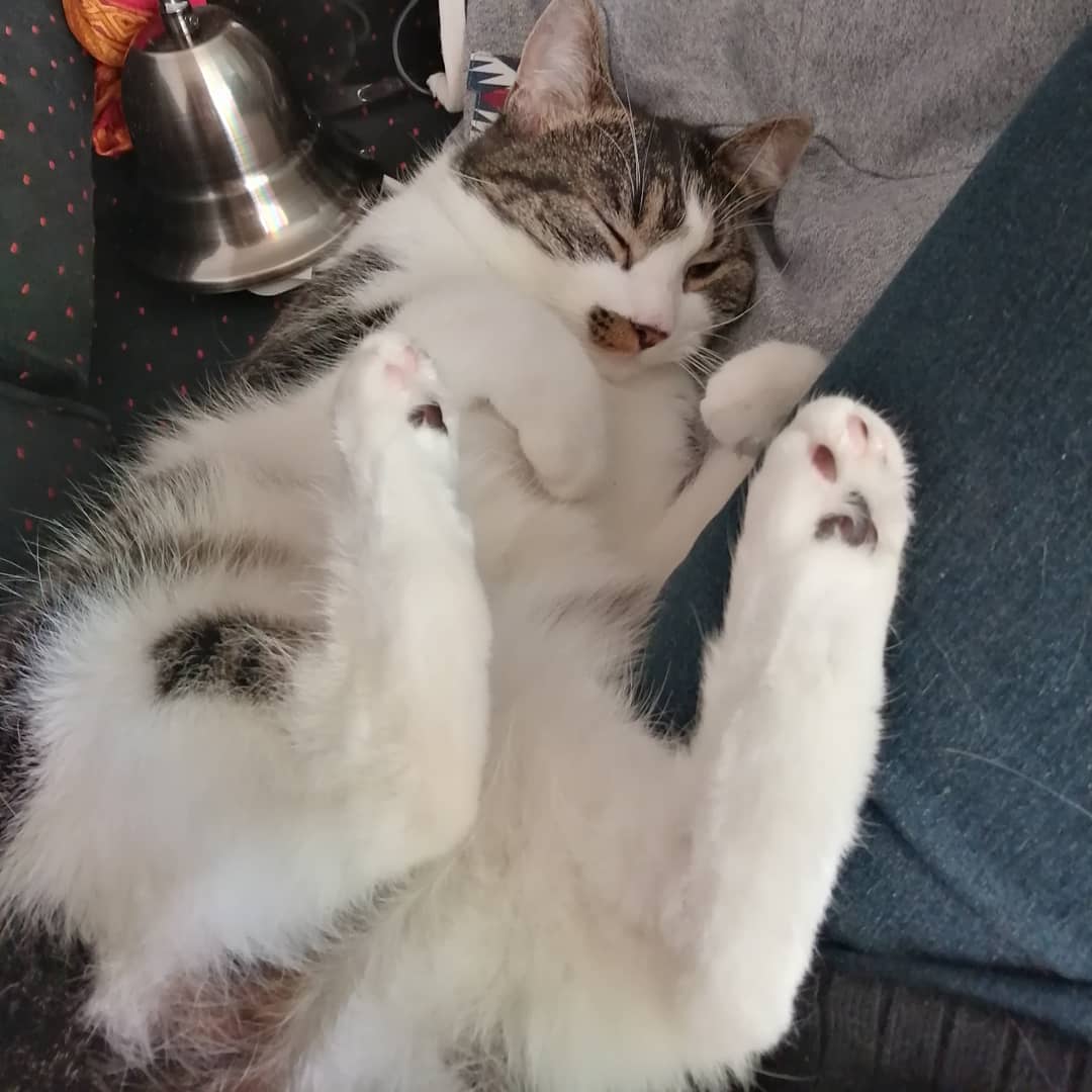 I don't know how Twitter works but look at my cat!!!!