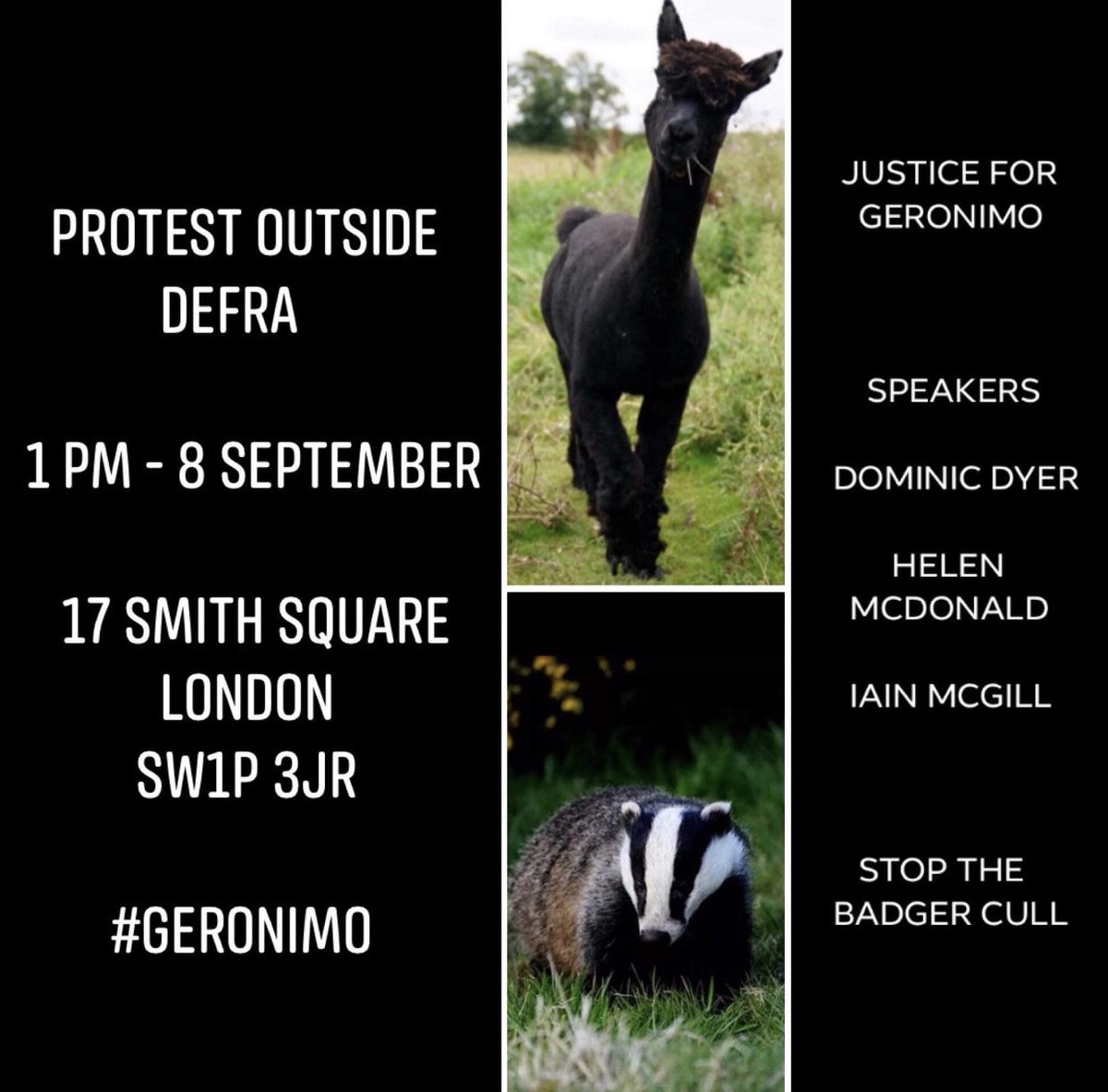 For #Geronimothealpaca 

Also 🛑 this unscientific badger cull 
Protest outside DEFRA 
1pm 8th September.