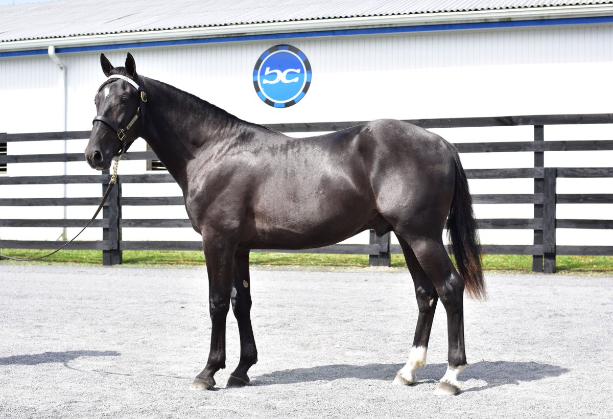 Blue Chip Farms tweet media