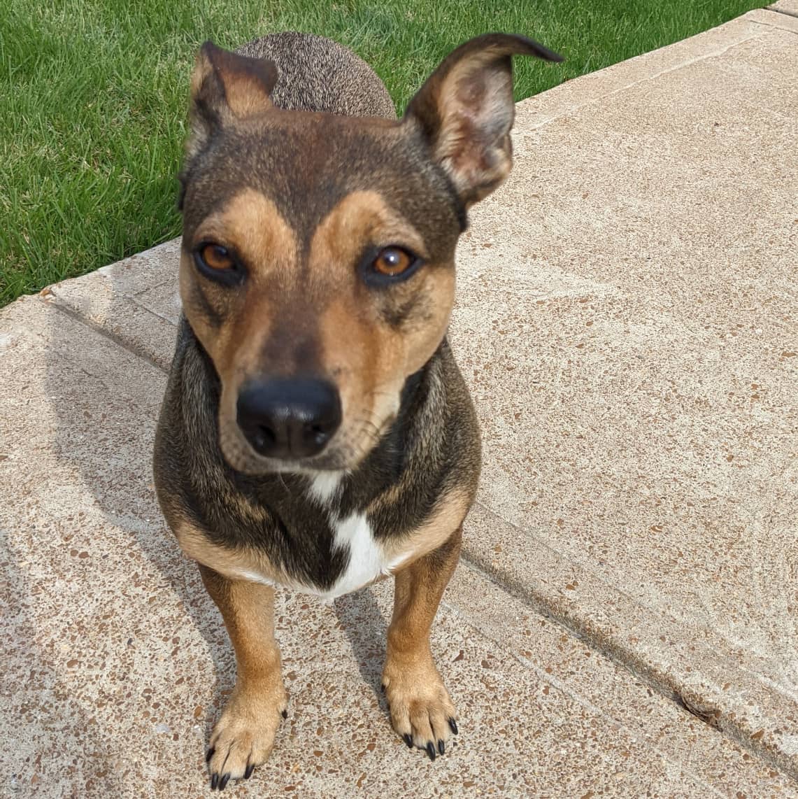 SkoobaJay's tweet image. #TFW you take the #WiggleButt out to go potty and all she wants to do is play! 🤣
Girl I'm supposed to be working!
#WorkFromHomeStruggles
#JasonUnplugged