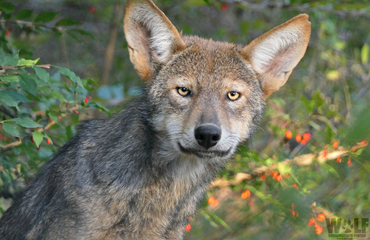 nywolforg's tweet photo. Generally smaller than gray wolves, + a bit larger than coyotes, the red wolf is the world's most endangered canid. Only 9 are known to remain in the wild.

Although red wolves are a separate species from the gray wolf, both species are essential, beautiful + worth fighting for. https://t.co/zsuRPsE4zA