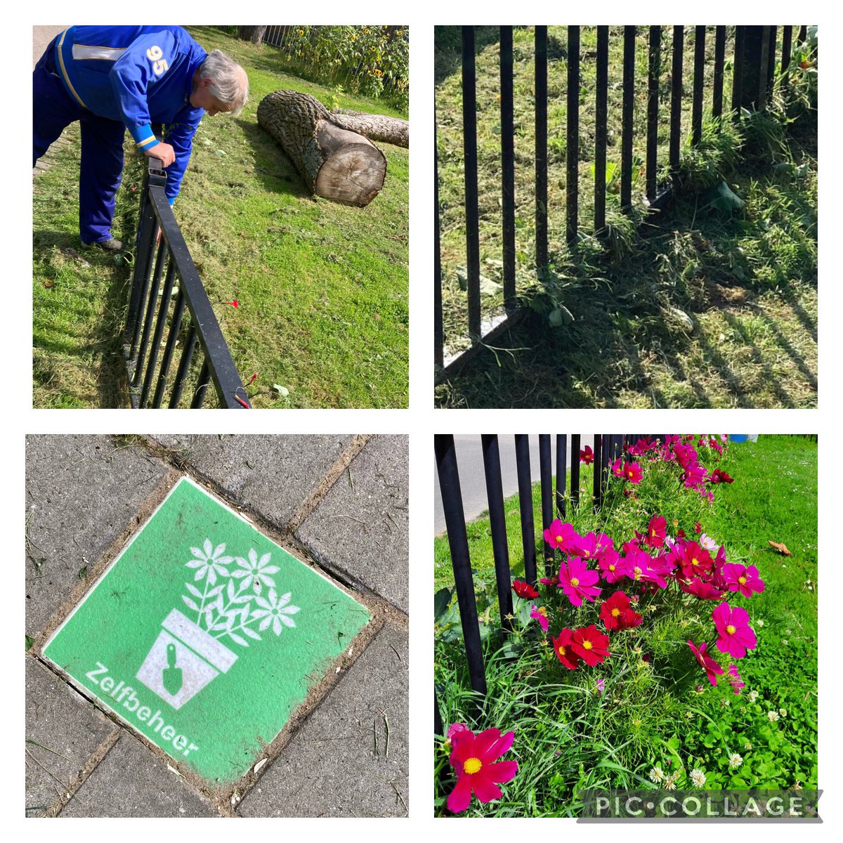 Au!!! Een bloemenzee ten prooi gevallen aan een bosmaaier. Zo krijgen we Carnisse niet mooier èn het vertrouwen in de gemeente niet groter. De fout is gemaakt. Iedereen is schuldbewust. Goedmaken en ervan leren. #dekleinedingendieertoedoen