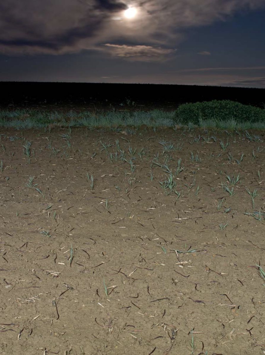 I have to share this amazing earthworm 🪱🪱🪱 photograph with you!! A Lumbricus terrestris population feeding at the soil surface in moonlight.

Photo credit: Otto Ehrmann

Source: zobodat.at/pdf/Berichte-n… (page 135)