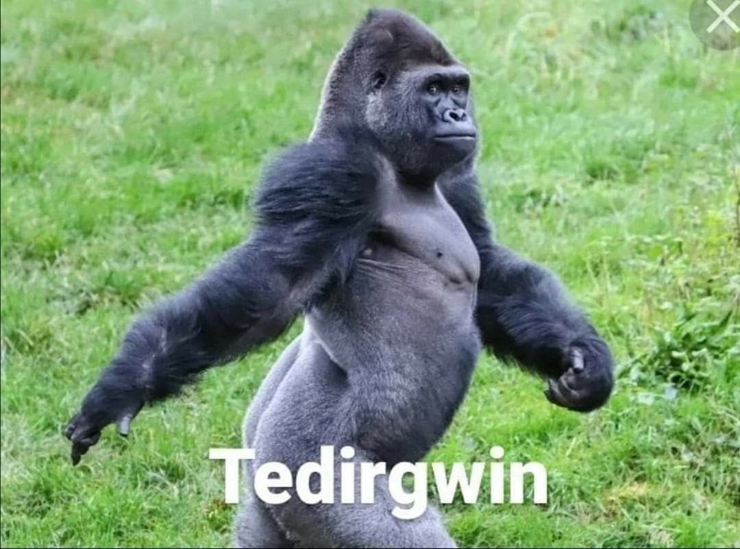 Oğuz Yiğit Özbebit (@oozbebit) on Twitter photo 