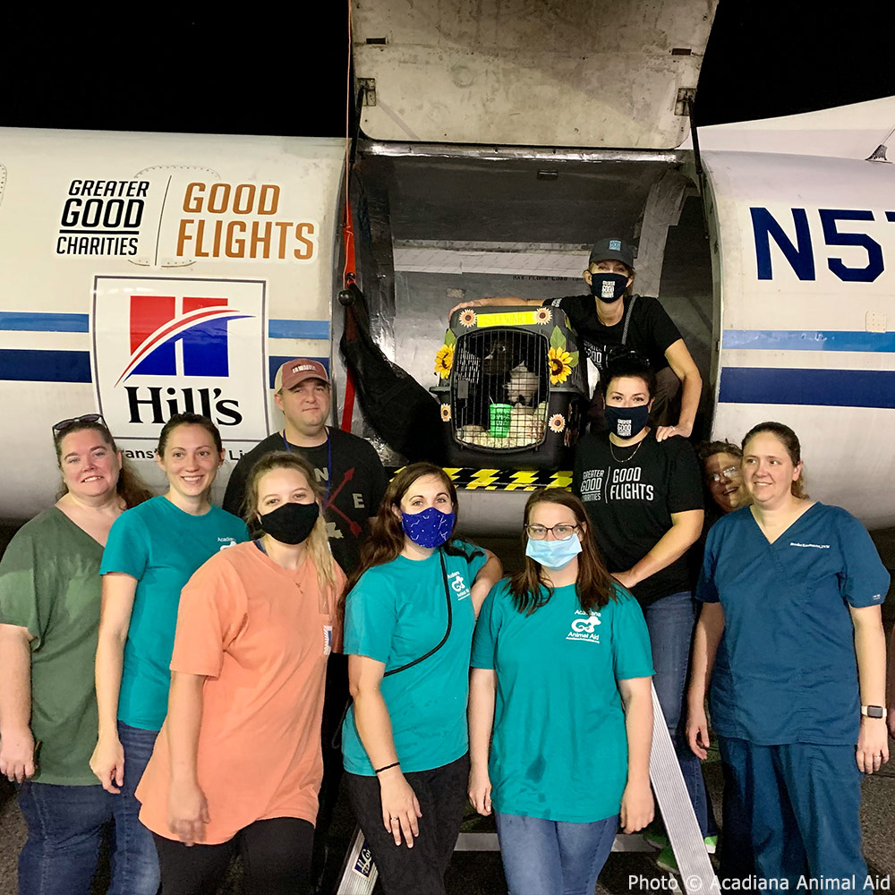 GreaterGoodorg's tweet photo. #OperationSunflower is a go!🌻 We’re partnering with @HillsPet to fly an emergency rescue flight of 90 shelter dogs &amp; cats from Louisiana to new adoptive homes in Sioux Falls. This gives these pets the opportunity for a better life &amp; frees up space for incoming displaced pets. 🙌 https://t.co/Drmq1bfTv9
