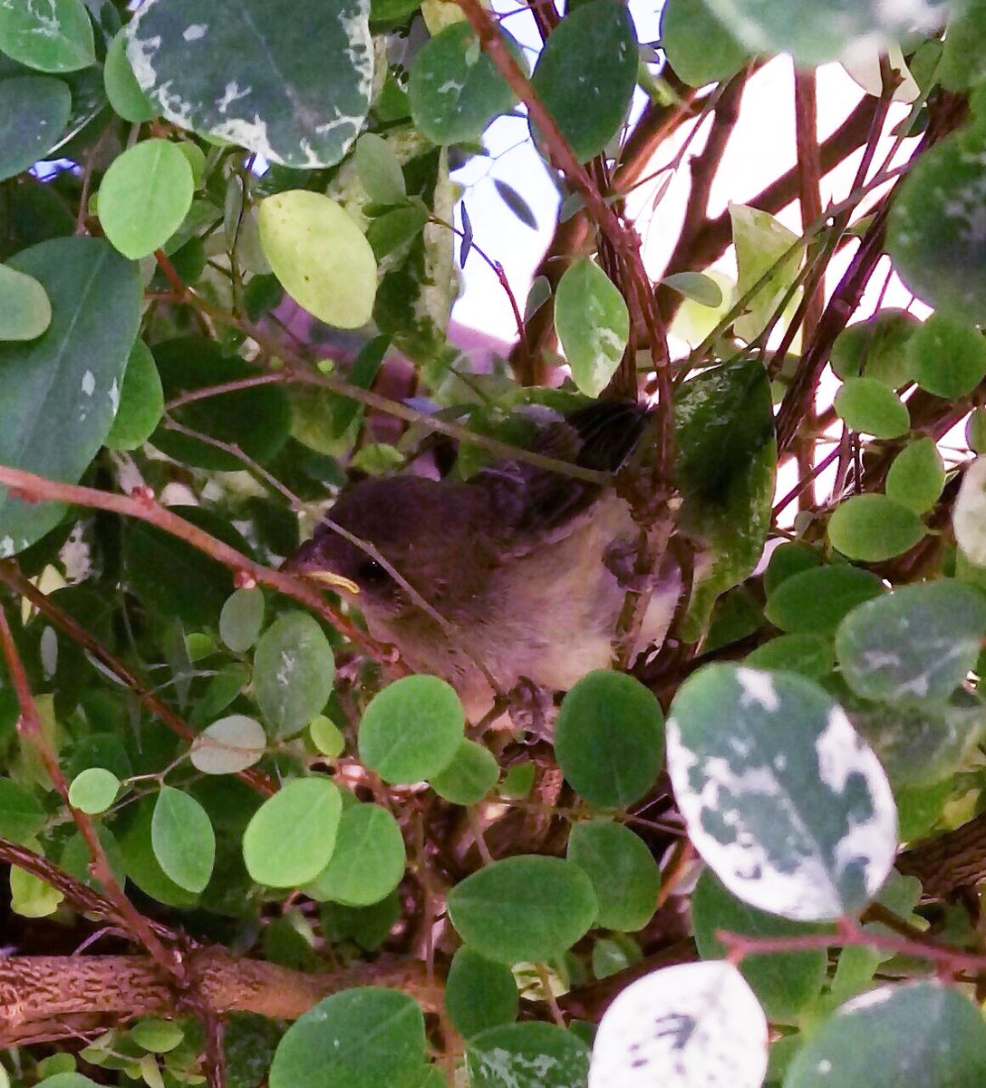 No dia 22 de março deste ano, registrei esse pequeno pássaro fazendo um ninho para seus filhotes. Depois de alguns meses, os filhotes voaram e deixaram o ninho. E começaram a trilhar a vida. #Bird #Angrybirds #NaturePhotography #Live #Beautiful #passáros #Twitter #Natural #Green.