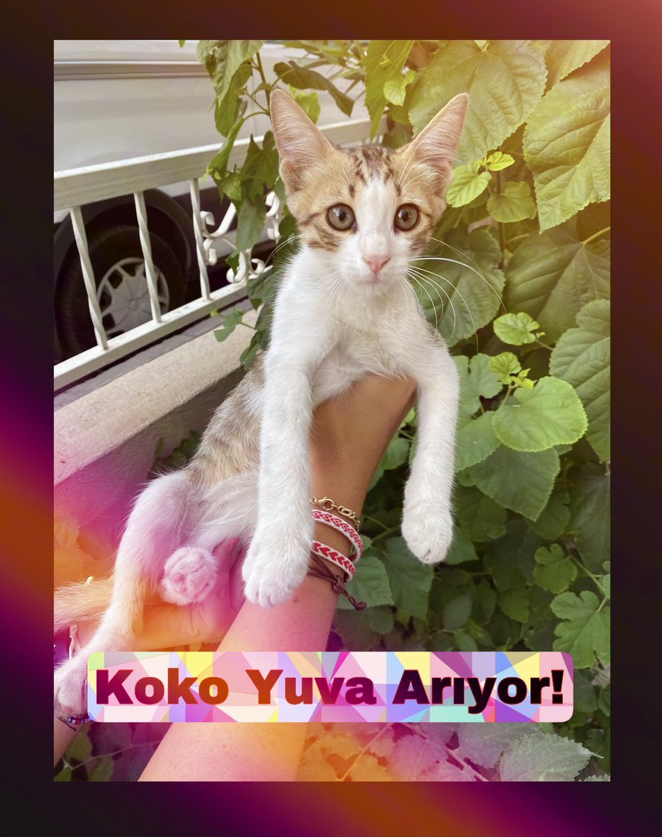 🆘‼️🆘SÖZ VEREN AİLESİ ONU ALMADI KOKO YUVASIZ KALDI🆘‼️🆘

📍İZMİR (ULAŞIM SAĞLANIR)

⭐️Koko aylardır onu alacak yuvasını bekliyordu, onu istemediler ve yuvasız kaldı… 3 aylık kum eğitimli ve aşılı bir oğlan. 

☎️0507 458 41 35

🆘❌‼️ACİL YUVA YOKSA SOKAĞA DÖNECEK❌⁉️🆘