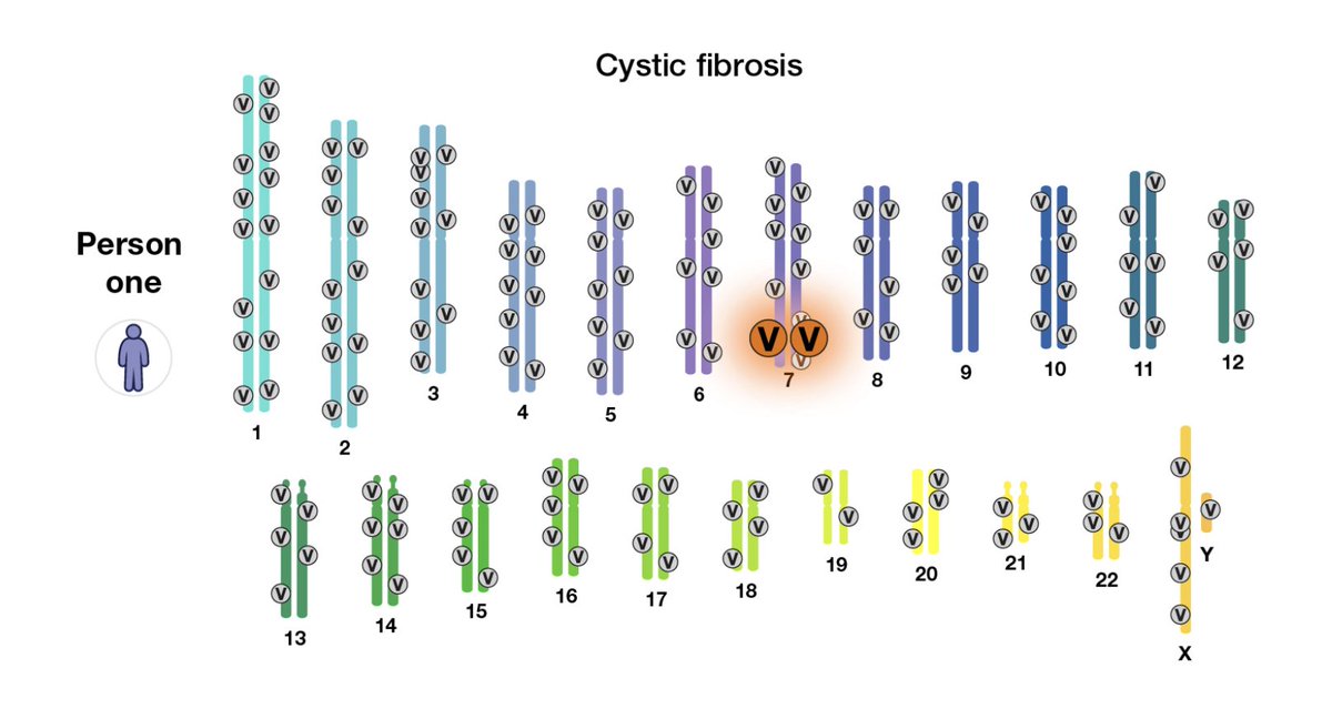 genome_gov's tweet photo. Researchers have used genetic mapping to find the genes that cause rare inherited disorders, including cystic fibrosis. Scientists are also using it to find the genes that they believe play a role in the development of more common disorders, including heart disease and cancer. https://t.co/SqoIrMYRwx