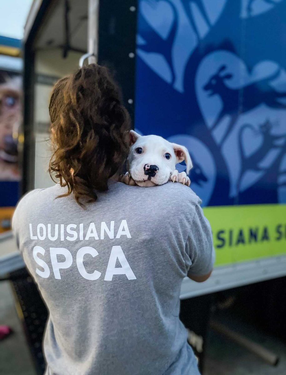 WeRateDogs tweet media