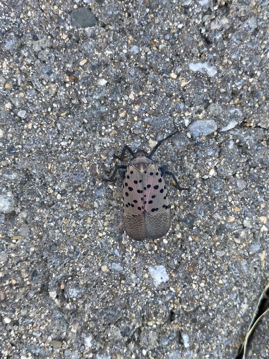 ATPsciencegirl's tweet photo. Sneaky little bugs trying to hide in plain sight
#spottedlanternfly #squishandreport https://t.co/reNeAKArlh