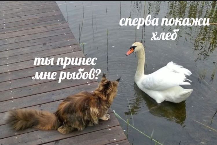 Barking News (@50pets) on Twitter photo 