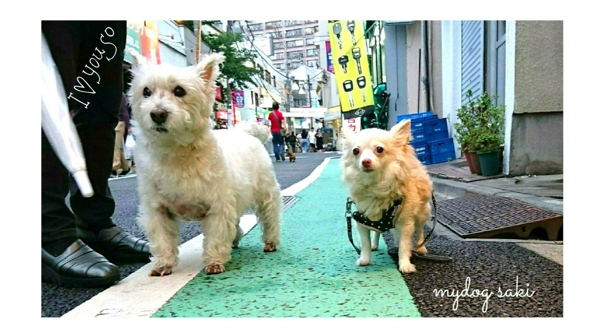 mydog and friend 愛犬ﾁﾜﾜとお友達🐶☔🌂🌷🎶