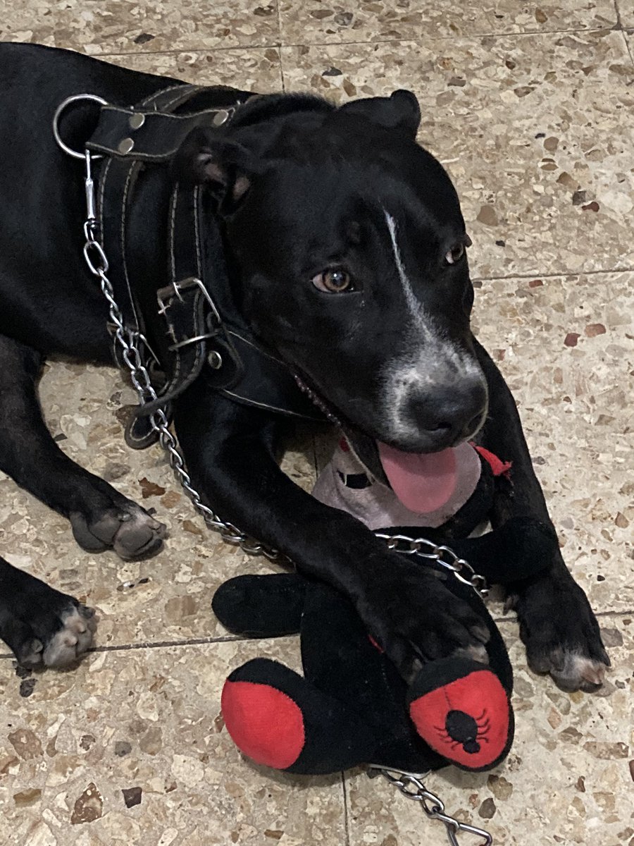 nirvantra's tweet image. El cachorro contento