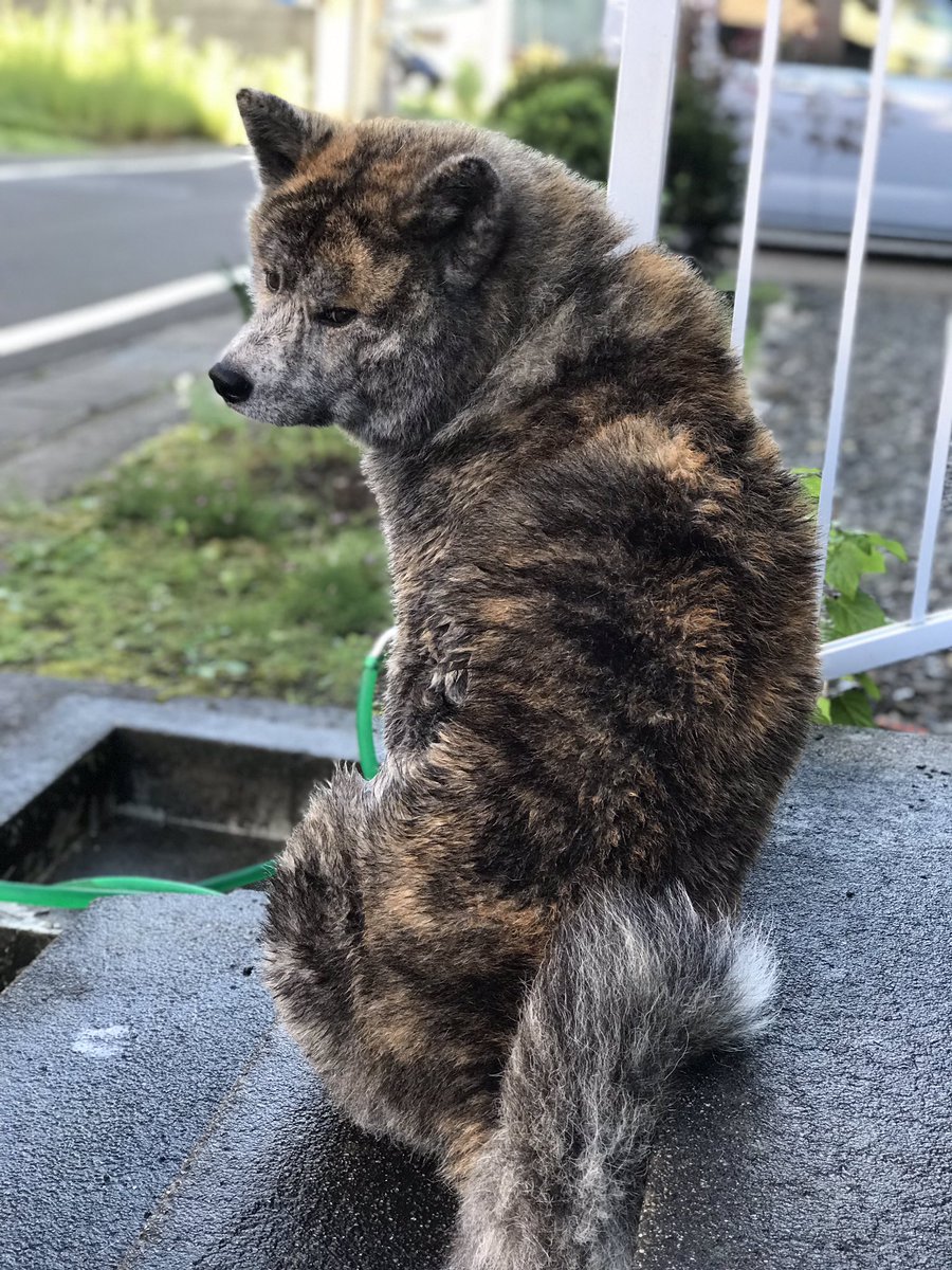 秋田犬虎毛 Twitter Search
