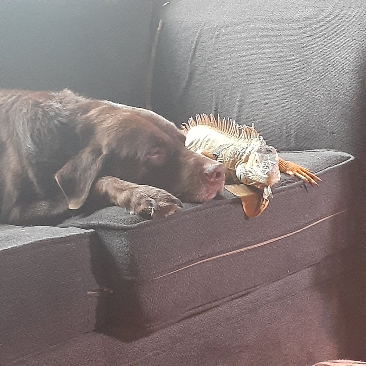 crazyvetfam's tweet photo. #buddylife #bestfriends coco and godzilla planning to take over the world #doglife #iquannalife https://t.co/eJ89lGN25s