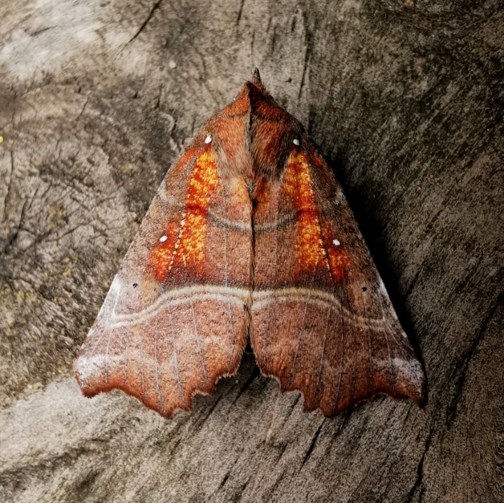 Tonight is the final Friday of the #GardenMothScheme 3rd Quarter 2021. Please forward recording sheets at the end of the quarter to your coordinators, for the Newsletter analysis. If you have any stories for the newsletter, please get in touch. Many thanks! #mothsmatter #teammoth