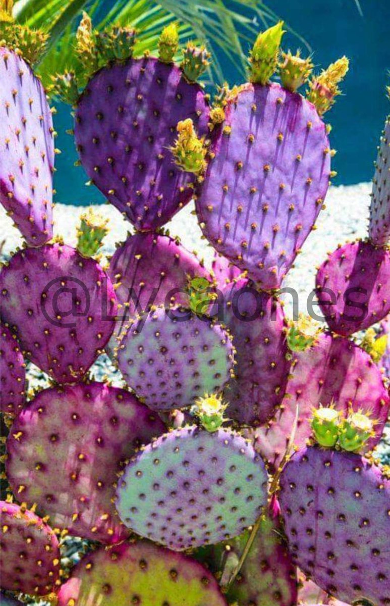 Lycaones's tweet photo. Camopalticnopal en #náhuatl es «nopal morado».

Este extraordinario nopal (Opuntia Violacia Santa Rita) se encuentra en la Zona del Silencio, en el Bolsón de Mapimí en Durango, México. Adquiere el color morado durante la época de sequía. Simplemente maravilloso. https://t.co/DYbjkRQ1iV