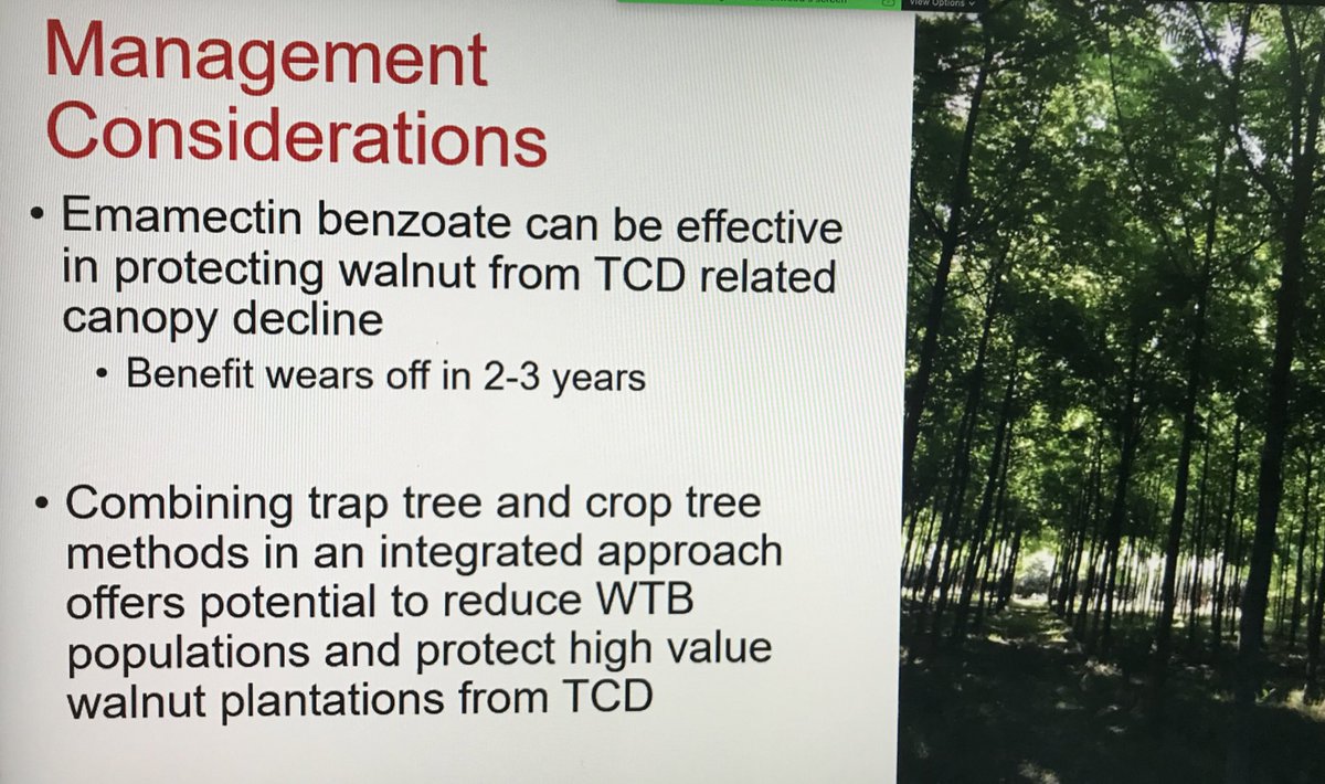 Dr. Denita Hadziabdic Guerry (@treehealthdoc) on Twitter photo Great job Chris on your presentation and providing some management strategies for #ThousandCankersDisease! 👏 <a href="/GinzelLab/">GinzelLab</a> #HadziabdicLab <a href="/foresthealth/">Forest Health</a> <a href="/foresters/">Society of American Foresters</a> <a href="/Forest_Research/">Forest Research</a> <a href="/ForestryInsight/">Forestry Insights</a> <a href="/NCSUExtForestry/">NC State Extension Forestry</a> <a href="/southernipm/">Southern IPM Center</a> Great job Chris on your presentation and providing some management strategies for #ThousandCankersDisease! 👏 <a href="/GinzelLab/">GinzelLab</a> #HadziabdicLab <a href="/foresthealth/">Forest Health</a> <a href="/foresters/">Society of American Foresters</a> <a href="/Forest_Research/">Forest Research</a> <a href="/ForestryInsight/">Forestry Insights</a> <a href="/NCSUExtForestry/">NC State Extension Forestry</a> <a href="/southernipm/">Southern IPM Center</a>