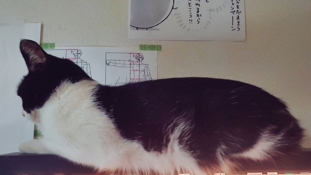モニタの上のねこ 腹毛ふさふさ 