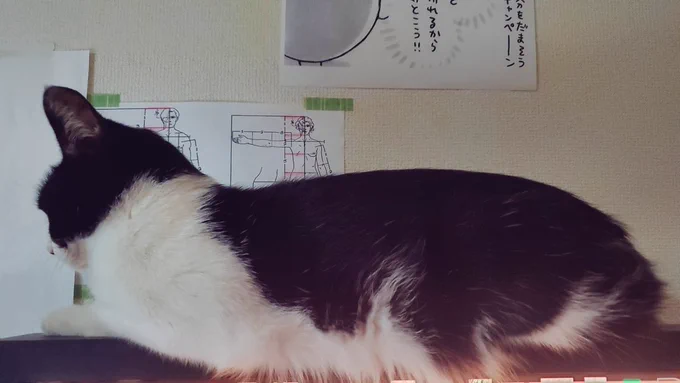 モニタの上のねこ 腹毛ふさふさ 