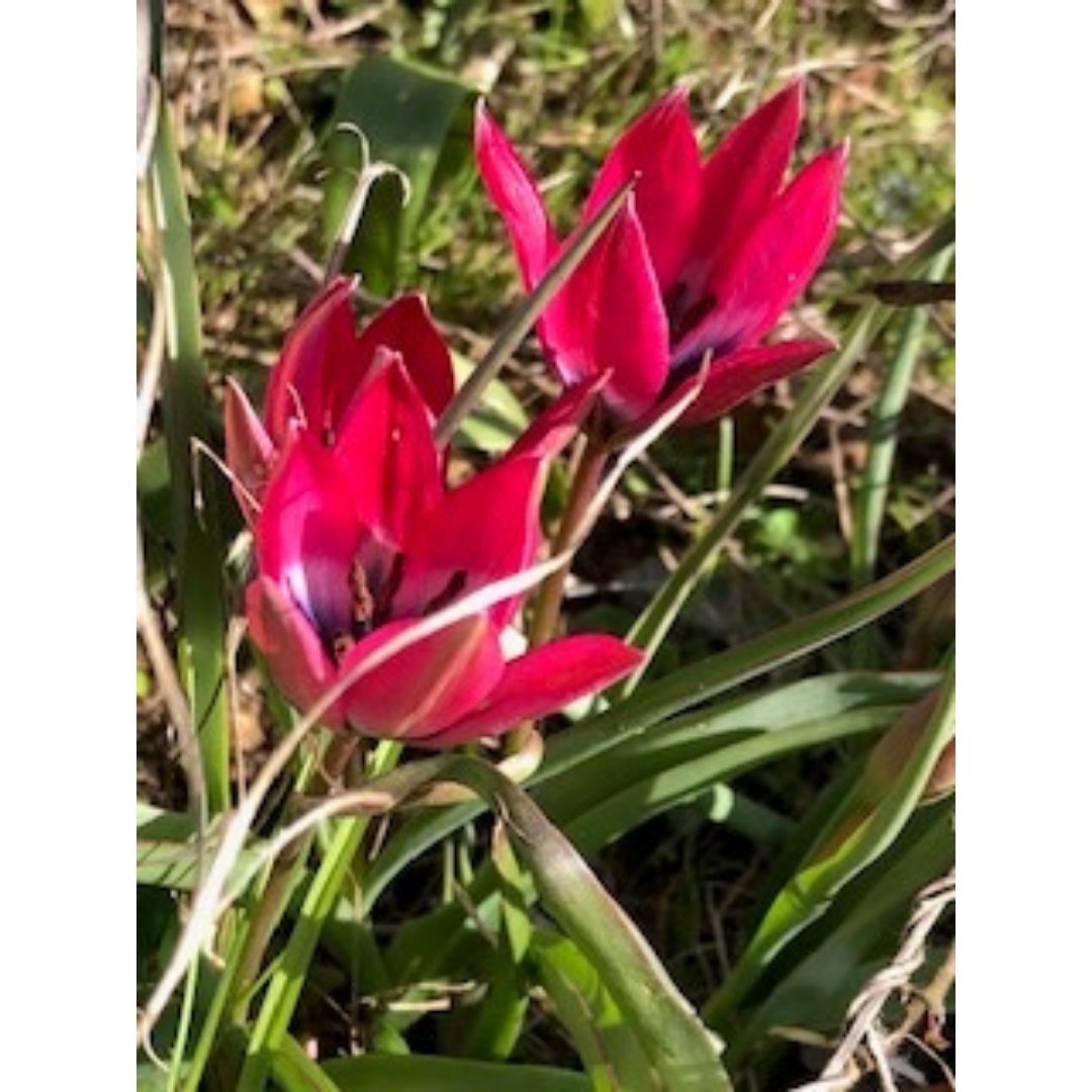 The Team tweet media