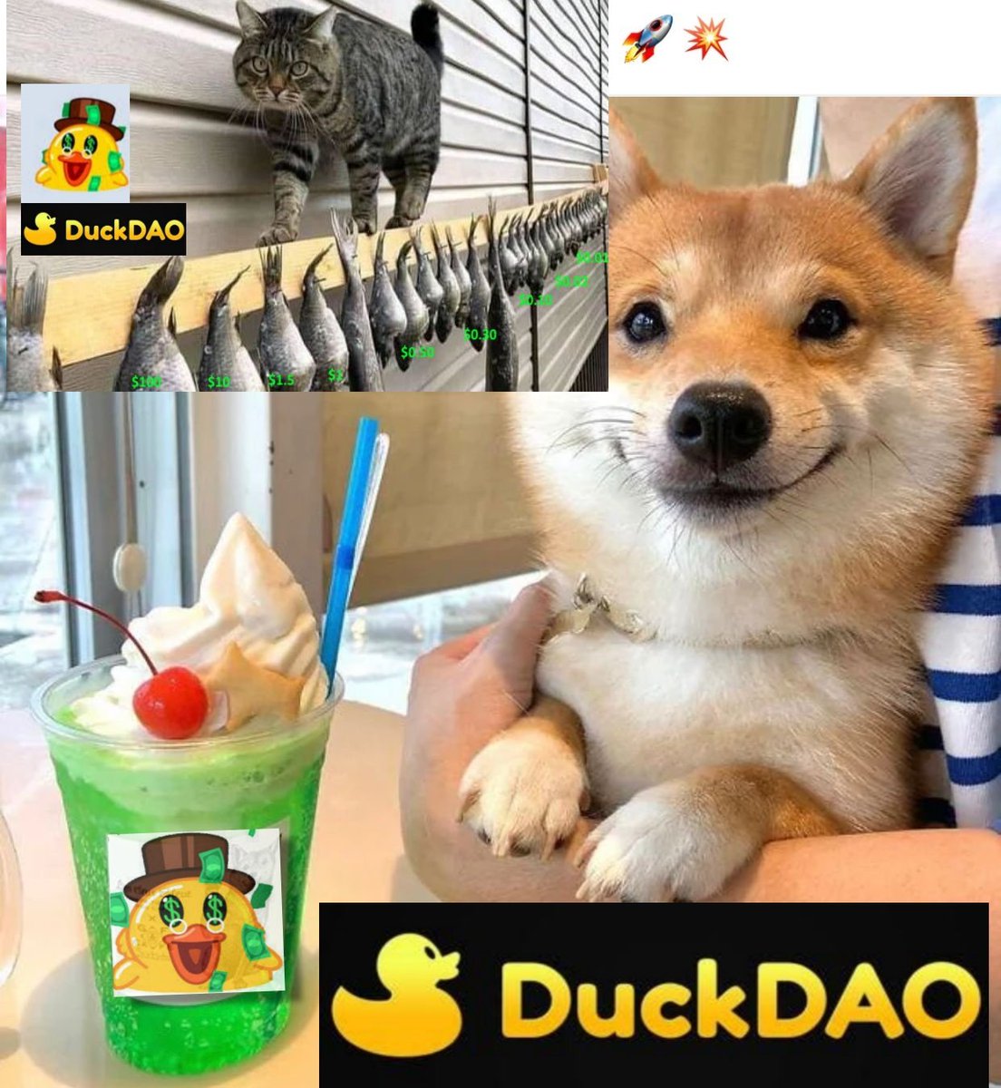 TuskerCrypto's tweet photo. Duck like A dick 😂
Yehhh, sure, dick erect, duck🦆🦆 increase and bull run only. 💰💹💲📈 
guys, Duck introduce so many good project to crypt world with IDO. Sure duck will be good than ever.
#DuckDAO #Hashtagger https://t.co/A8qlXcPfPh https://t.co/mgDABpArzz