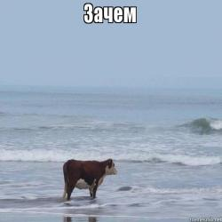 Этот мир не выдержит меня слушать. Корова в море Мем. Корова на берегу. Мемы с коровой на море. Лошадь у моря Мем.