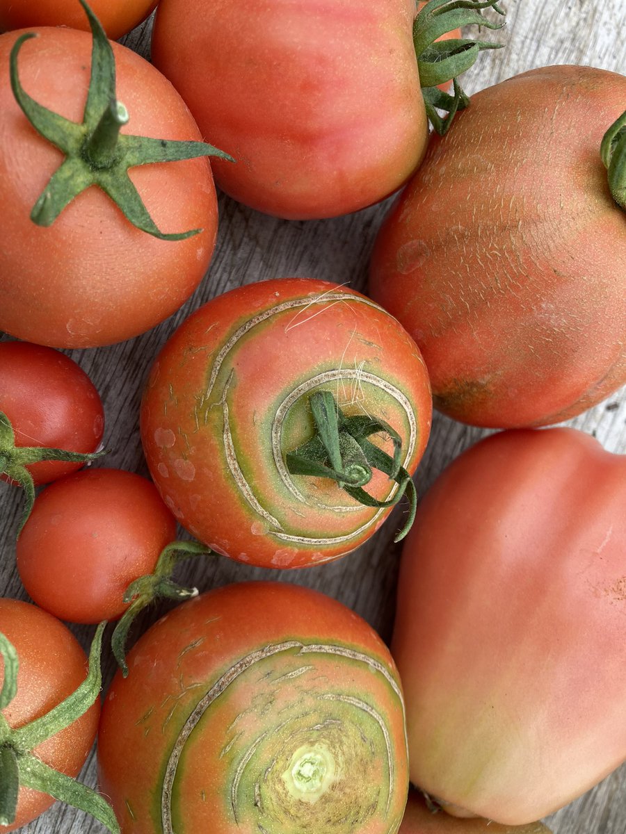 The tomatoes have been waiting for our students to come back and harvest them 🍅🍅🍅. Lots of interesting and very tasty varieties!