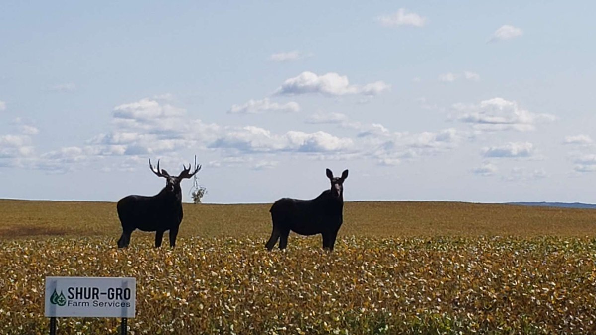 14G found a couple of sightseers in <a href="/ShurGroFarmServ/">Shur-Gro Farm Services</a> soybeans near Nesbitt!